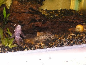 Peckoltia L012, L013, L036