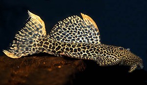 Voksen fisk © Johnny Jensen - Akvariefoto.dk