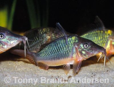 Brochis multiradiatus