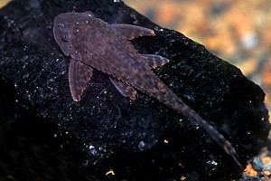 (c) Johnny Jensen - Akvariefoto.dk