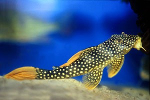 Ungfisk. (c) Johnny Jensen - Akvariefoto.dk