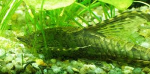 Sturisoma panamense