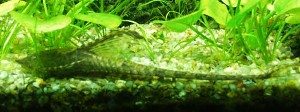 Sturisoma panamense