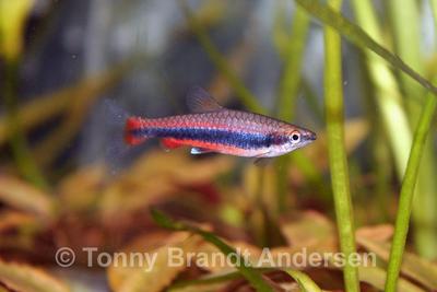 Nannostomus beckfordi