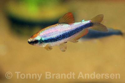 Inpaichthys kerri