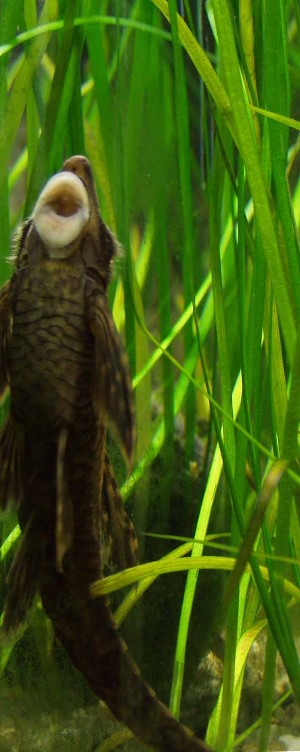 Sturisoma panamense