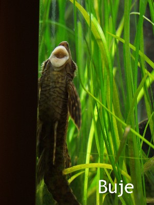 Sturisoma panamense