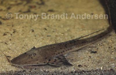 Planiloricaria cryptodon