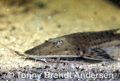 Planiloricaria cryptodon