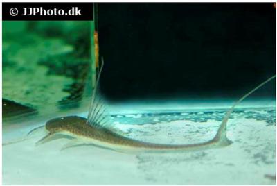 Pseudohemiodon lamina