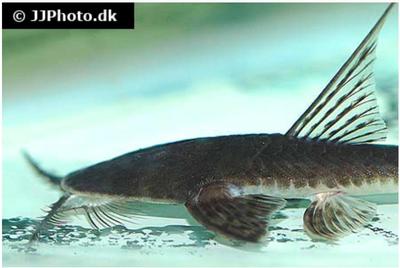 Pseudohemiodon lamina