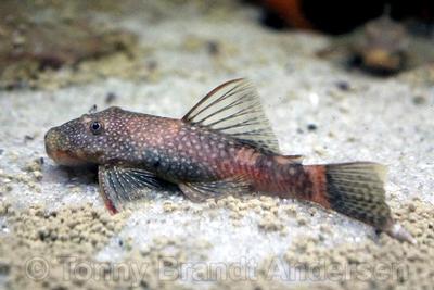 Ancistrus sp. LDA016