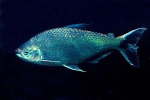 (c) Johnny Jensen - Akvariefoto.dk
