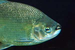 (c) Johnny Jensen - Akvariefoto.dk