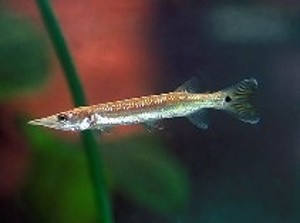 (c) Johnny Jensen - akvariefoto.dk