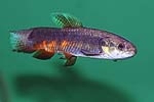 (c) Johnny Jensen - Akvariefoto.dk