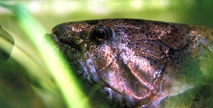 (c) Johnny Jensen - Akvariefoto.dk