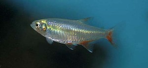 (c) Johnny Jensen – Akvariefoto.dk