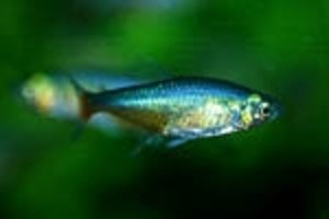 (c) Johnny Jensen - Akvariefoto.dk