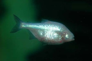 (c) Johnny Jensen - Akvariefoto.dk