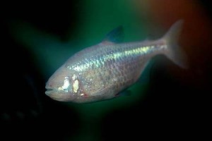 (c) Johnny Jensen - Akvariefoto.dk