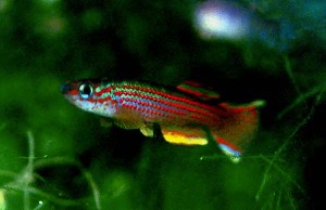 Aphyosemion striatum