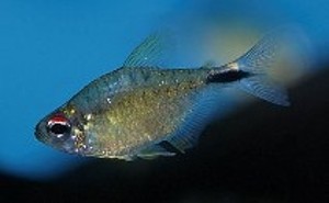 (c) Johnny Jensen - Akvariefoto.dk