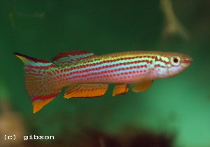 Aphyosemion striatum