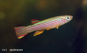 Aphyosemion striatum