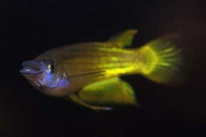 Gyden variant. (c) Johnny Jensen - akvariefoto.dk