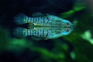 Naturform. (c) Johnny Jensen - akvariefoto.dk