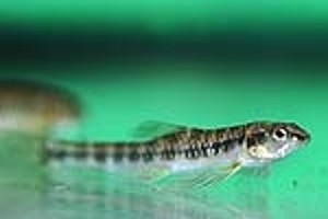 (c) Johnny Jensen - Akvariefoto.dk