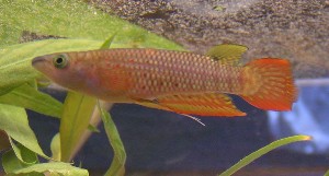 A. lineatus