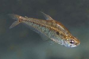 (c) Johnny Jensen - Akvariefoto.dk