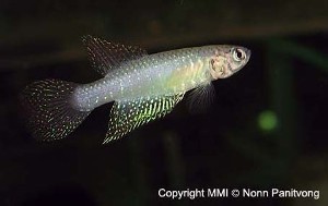 Nematolebias whitei