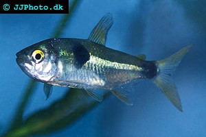 (c) Johnny Jensen - Akvariefoto.dk