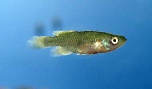 (c) Johnny Jensen - Akvariefoto.dk