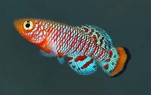 (c) Johnny Jensen - Akvariefoto.dk