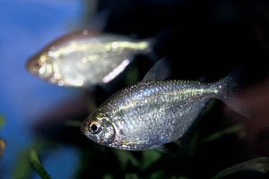 (c) Johnny Jensen - Akvariefoto.dk
