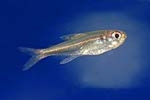 (c) Johnny Jensen - Akvariefoto.dk