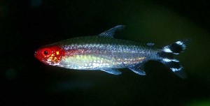 Hemigrammus bleheri (c) Johnny Jensen, akvariefoto.dk