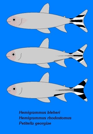 De tre rødnæser (c) Steffen Voldfrom