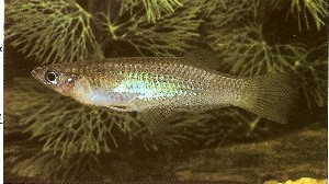 Alfaro cultratus