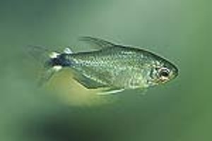 (c) Johnny Jensen - Akvariefoto.dk