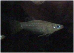Alfaro cultratus
