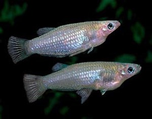 Alfaro cultratus
