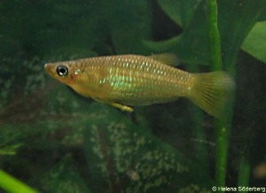Alfaro cultratus
