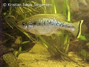 Ameca splendens