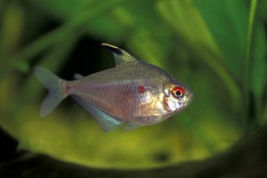 (c) Johnny Jensen - Akvariefoto.dk