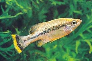 Ameca splendens